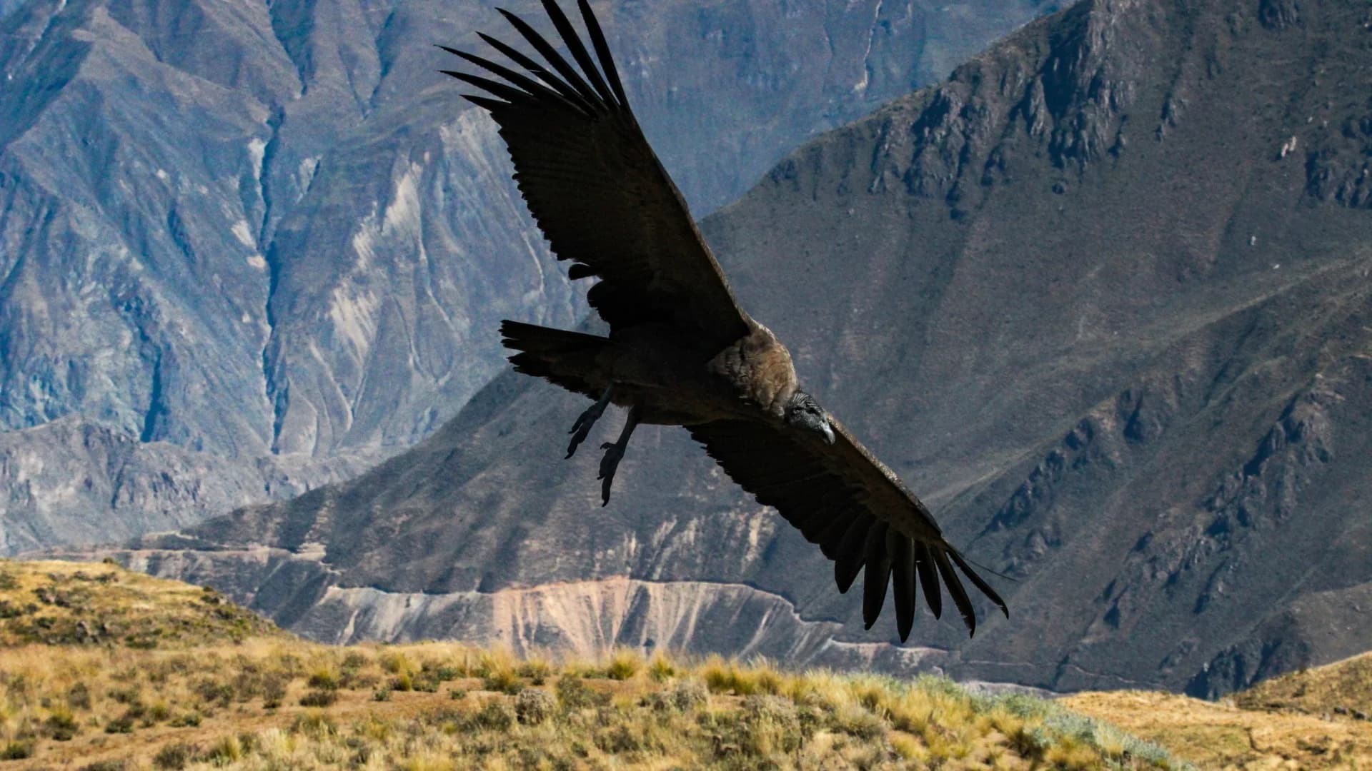 Colca Canyon Tour from Arequipa, Peru with guide and tickets
