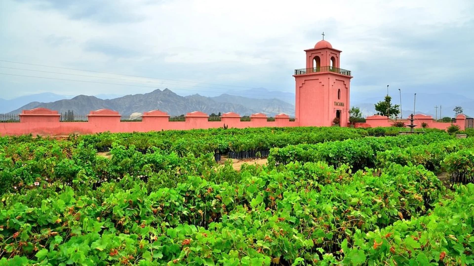 Majes Valley Wine & Pisco Route Tour in Arequipa, Peru