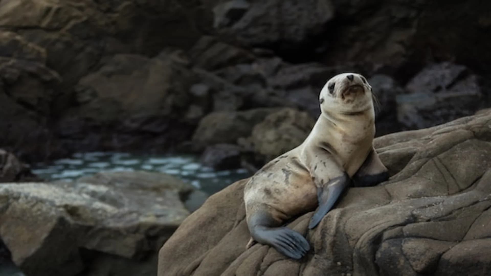 Palomino Islands Tour from Lima (Half Day), Peru with guide
